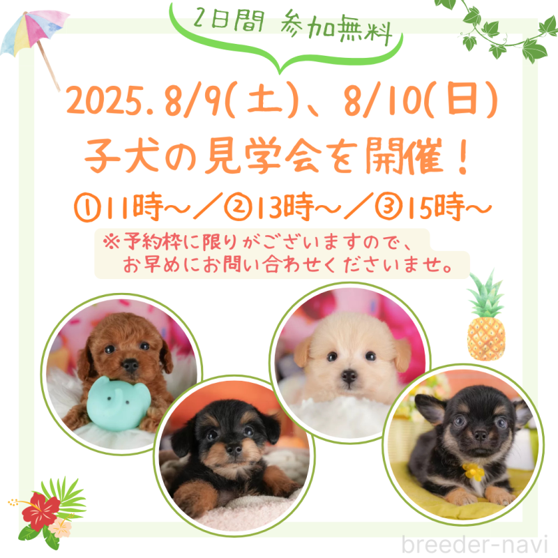販売中の栃木県のポメプー:ポメラニアン×トイプードル-391001の4枚目